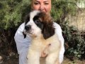 Muhteşem St Bernard Bethowen Yavrularımız 