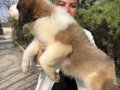 Muhteşem St Bernard Bethowen Yavrularımız 