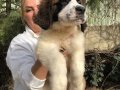 Muhteşem St Bernard Bethowen Yavrularımız 