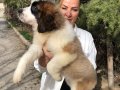 Muhteşem St Bernard Bethowen Yavrularımız 