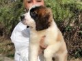 Muhteşem St Bernard Bethowen Yavrularımız 