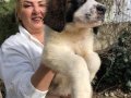 Muhteşem St Bernard Bethowen Yavrularımız 