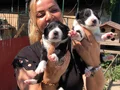 Oyuncu sevimli zeki border collie yavrularımız