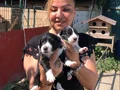 Oyuncu sevimli zeki border collie yavrularımız