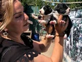 Oyuncu sevimli zeki border collie yavrularımız