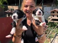 Oyuncu sevimli zeki border collie yavrularımız
