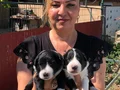 Oyuncu sevimli zeki border collie yavrularımız
