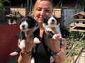 Oyuncu sevimli zeki border collie yavrularımız