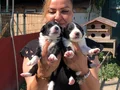 Oyuncu sevimli zeki border collie yavrularımız