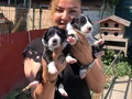 Oyuncu sevimli zeki border collie yavrularımız