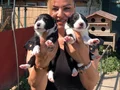 Oyuncu sevimli zeki border collie yavrularımız