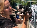 Oyuncu sevimli zeki border collie yavrularımız