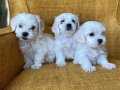 Pamuk gibi Maltese Terrier Yavrularımız 