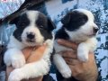 Üretim çiftliğinden muhteşem border collie yavrularımız