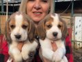 Sevimli oyuncu beagle yavrularımız