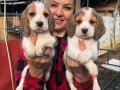 Sevimli oyuncu beagle yavrularımız