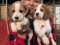 Sevimli oyuncu beagle yavrularımız