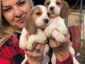 Sevimli oyuncu beagle yavrularımız