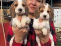 Sevimli oyuncu beagle yavrularımız