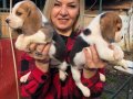Sevimli oyuncu beagle yavrularımız