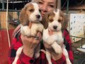 Sevimli oyuncu beagle yavrularımız