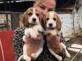 Üç renk harika elizabeth beagle yavrularımız 