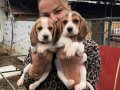 Üç renk harika elizabeth beagle yavrularımız 