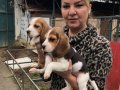 Üç renk harika elizabeth beagle yavrularımız 