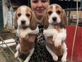 Üç renk harika elizabeth beagle yavrularımız 