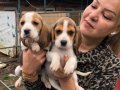 Üç renk harika elizabeth beagle yavrularımız 