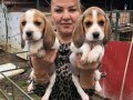 Üç renk harika elizabeth beagle yavrularımız 