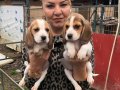 Üç renk harika elizabeth beagle yavrularımız 