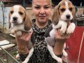 Üç renk harika elizabeth beagle yavrularımız 