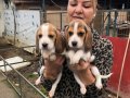 Üç renk harika elizabeth beagle yavrularımız 