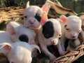 Maskeli ırk garantili french bulldog yavrularımız 