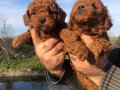 Mükemmel Irk Garantili Toy Poodle Yavrularımız 