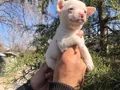Miniş Sevimli Chihuahua Şivava Yavrularımız