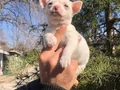 Miniş Sevimli Chihuahua Şivava Yavrularımız