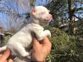 Miniş Sevimli Chihuahua Şivava Yavrularımız