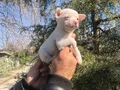 Miniş Sevimli Chihuahua Şivava Yavrularımız