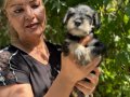 Efsae mükemmel minyatür schnauzer yavrularımız