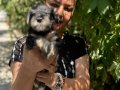 Efsae mükemmel minyatür schnauzer yavrularımız