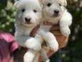 Mükemmel bembeyaz samoyed yavrularımız