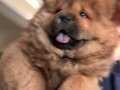 Efsane kızıl chow chow yavrularımız