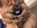 Efsane kızıl chow chow yavrularımız
