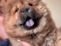 Efsane kızıl chow chow yavrularımız
