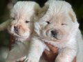 Muhteşem Efsane Çin Aslanı Chow Chow Yavrularımız
