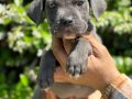 Koca kafa efsane cane corso yavrularımız