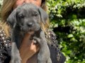 Koca kafa efsane cane corso yavrularımız