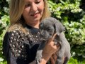 Koca kafa efsane cane corso yavrularımız